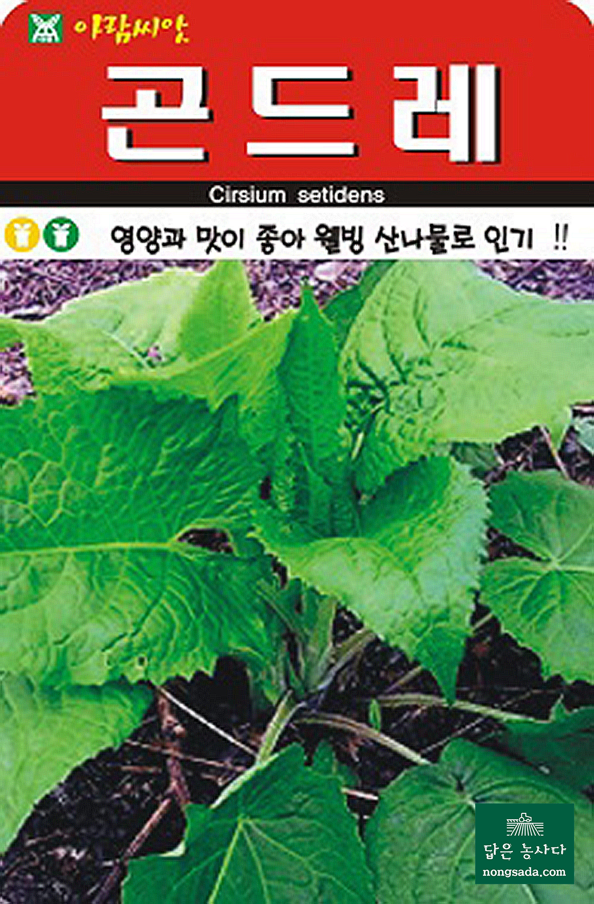 곤드레 씨앗종자: 습하거나 건조한 환경에도 적응력이 강한 다년생 산나물