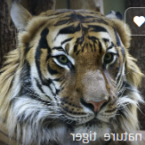 용호상박 뜻