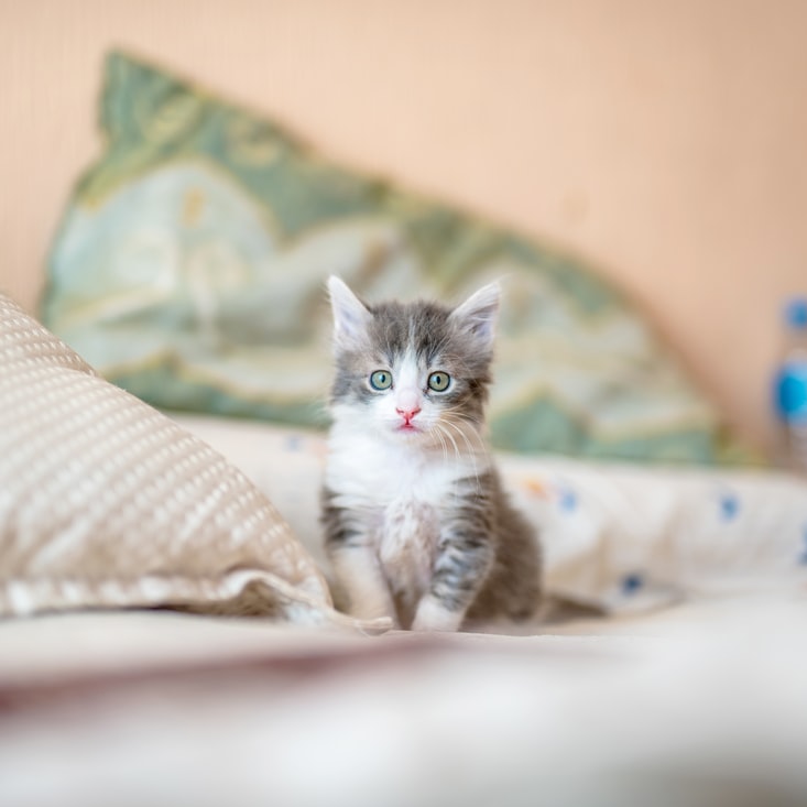 고양이 꿈해몽 태몽 34가지