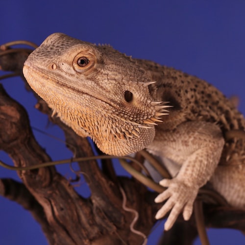 The Basics of Reptile Nutrition