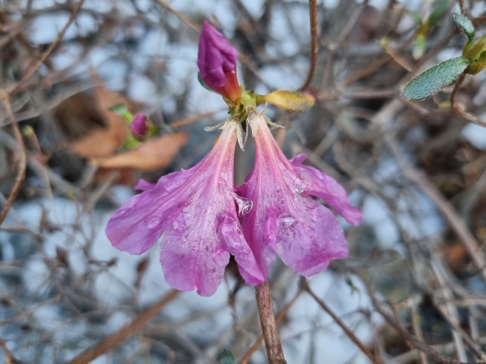 영산홍