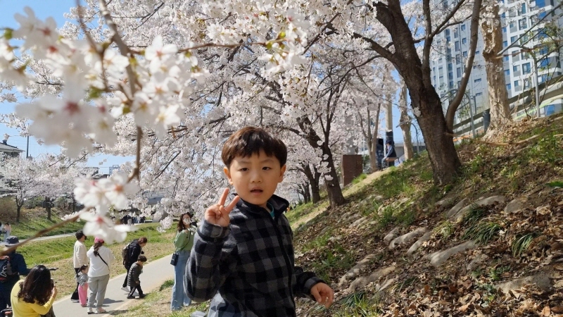  천안 벚꽃길천안천공원 산책로