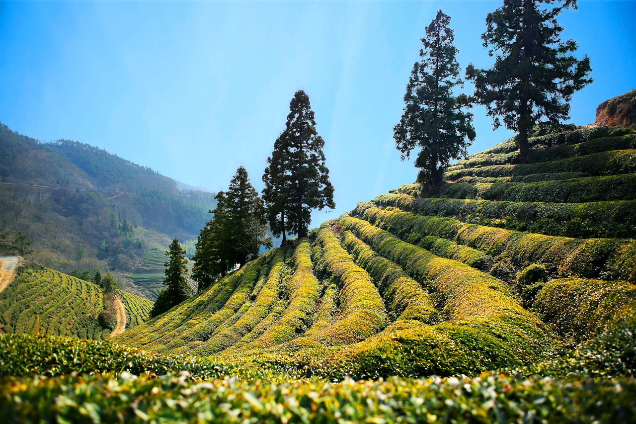 Green Tea