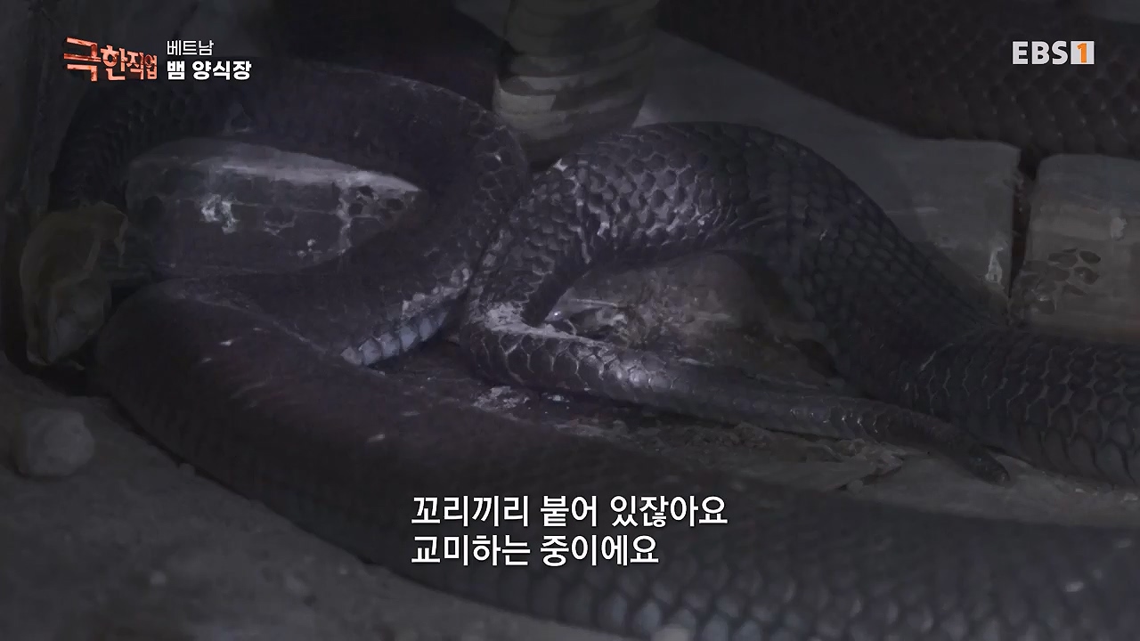 TV - 전 국민의 평생학교 EBS베트남 뱀 마을 사람들.mp4_20240615_170532.011.jpg