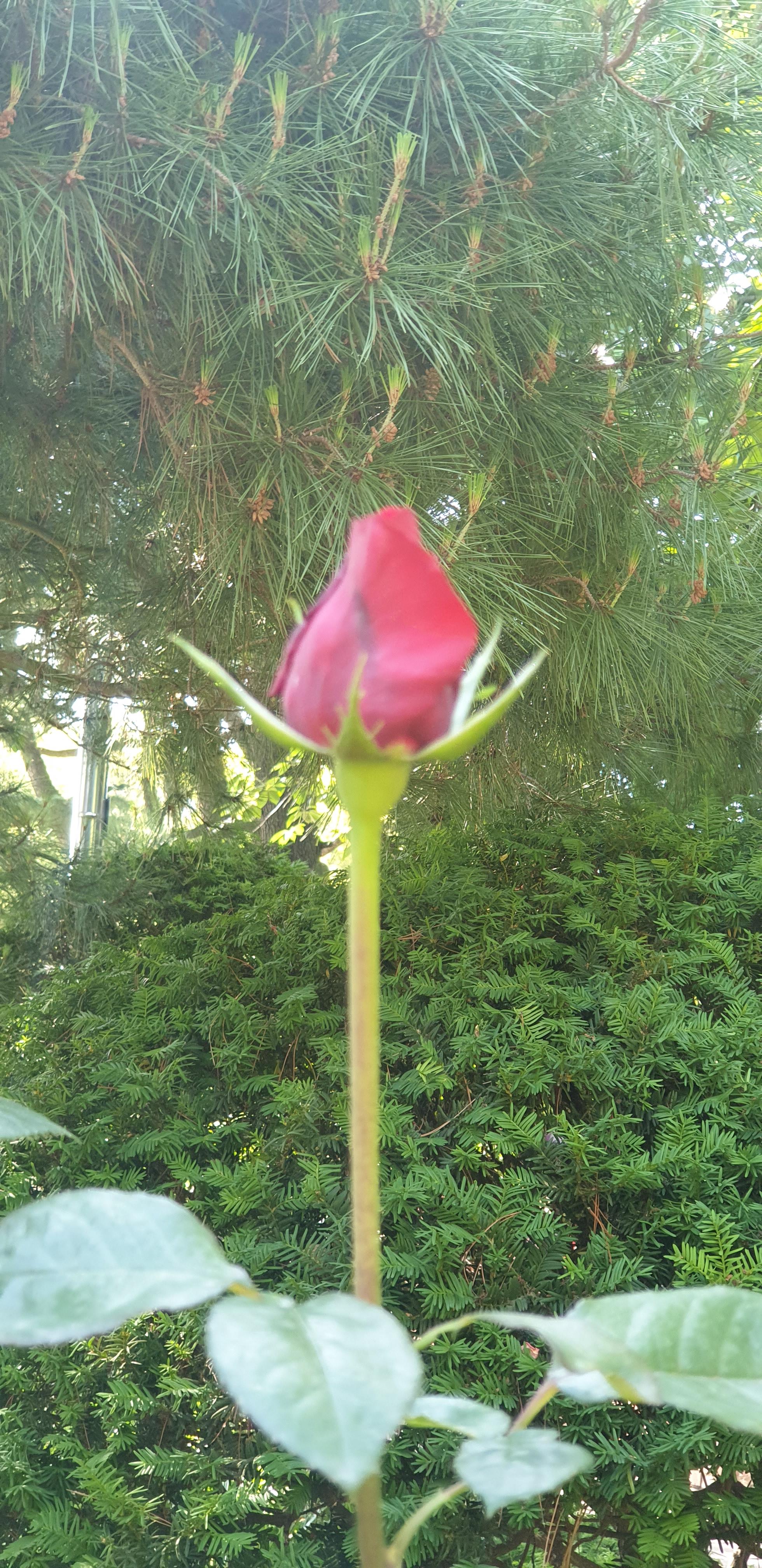  인천 자유공원 장미꽃이 미소짓고 있네요 