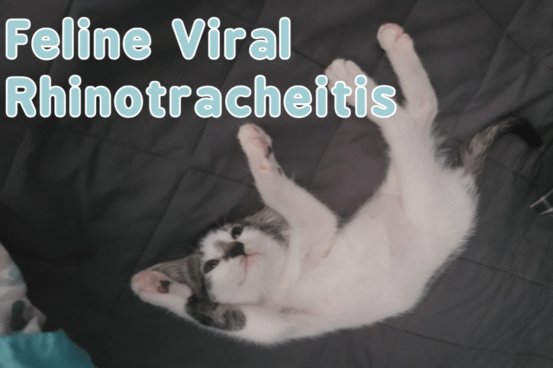 Feline Viral Rhinotracheitis