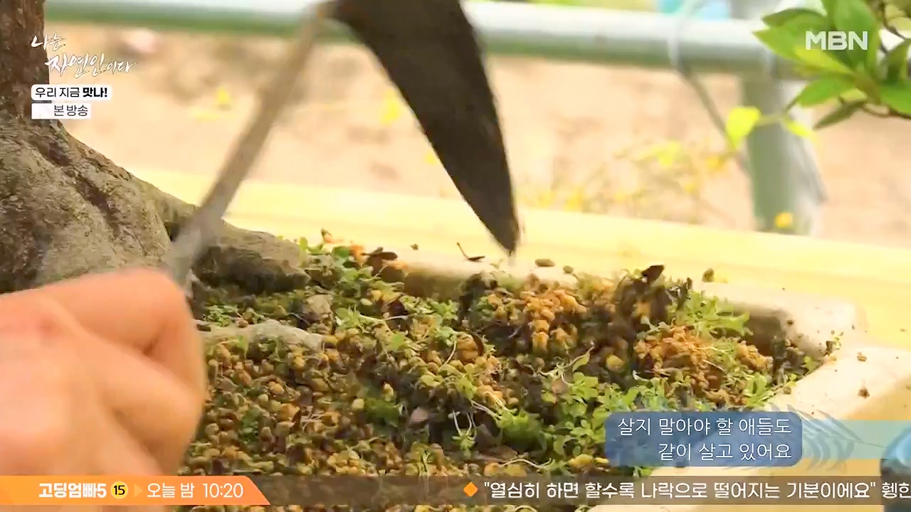 나는 자연인이다.E609.240613p-NEXT.mp4_20240613_195123.094.jpg