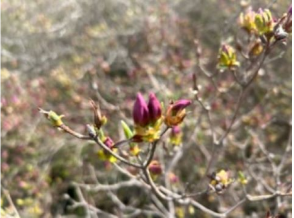 일림산 철쭉 축제 개화상황