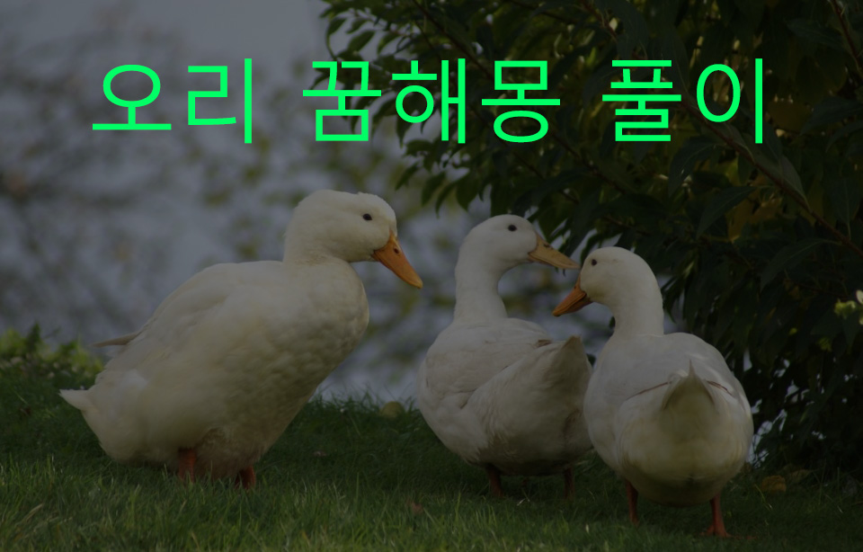오리 꿈해몽 풀이