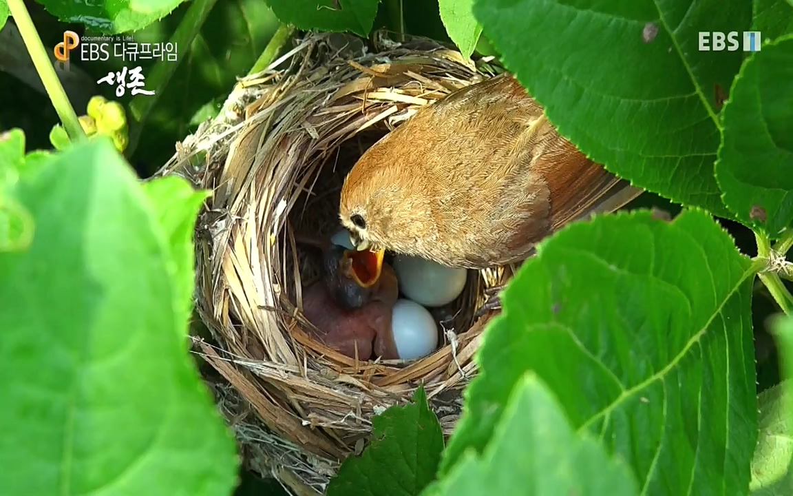 생존 3부_ EBS 다큐프라임_ 220629.avi_20220701_210750.837.jpg