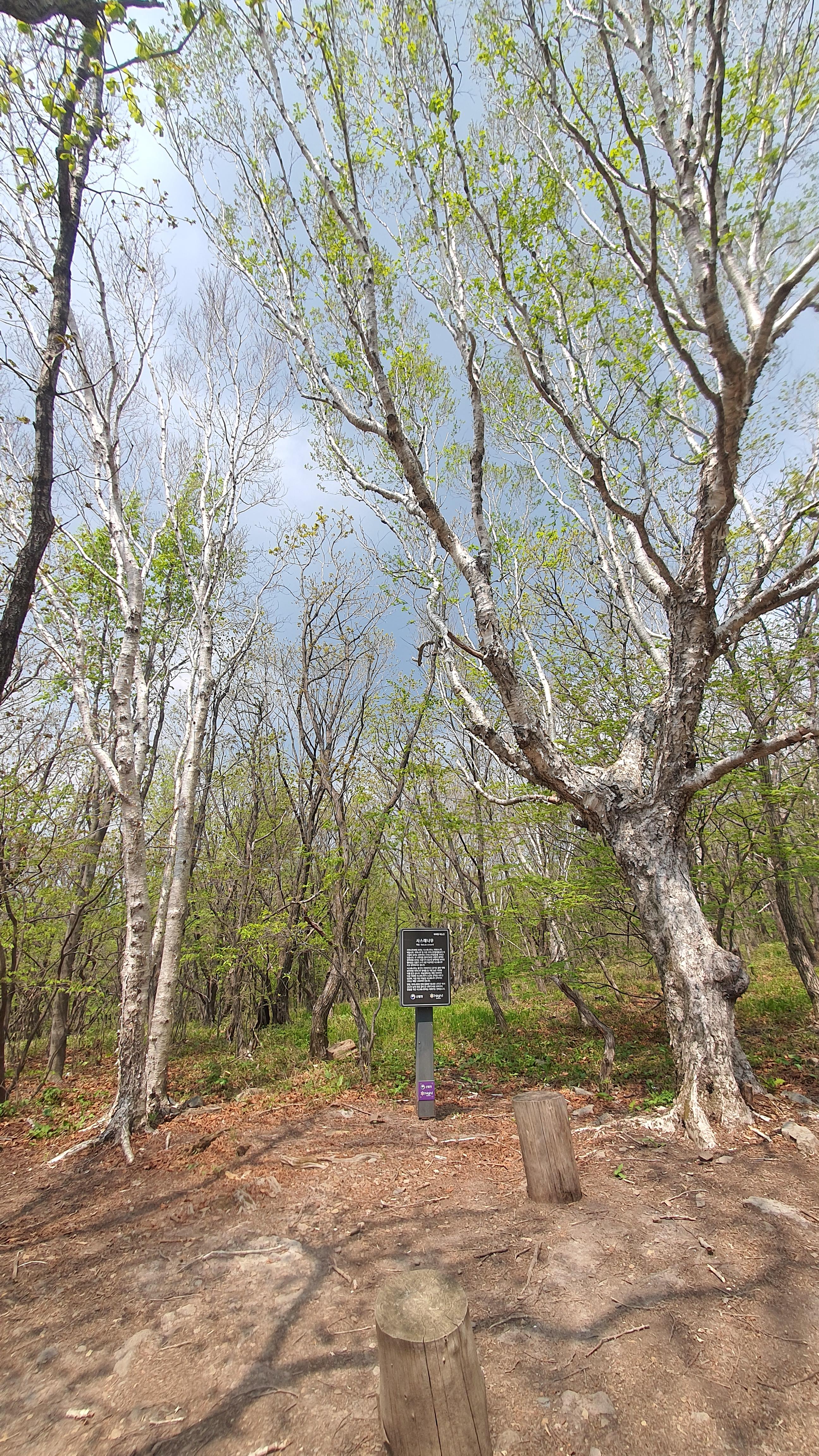 정선 하이원 스카이 1340 하이원 곤돌라 이용 요금, 할인 안내