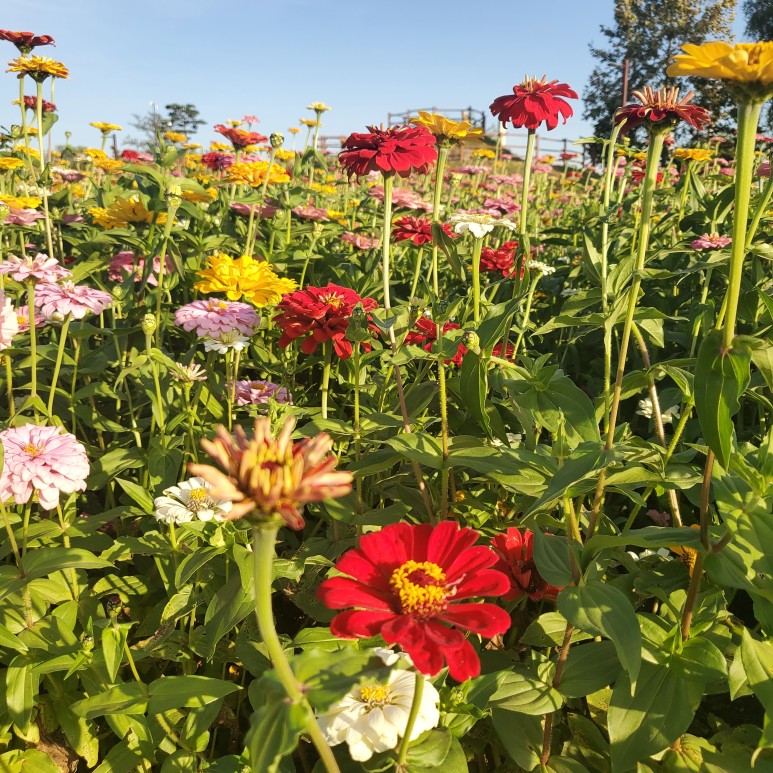 야생꽃한 가득 가을 향기 9