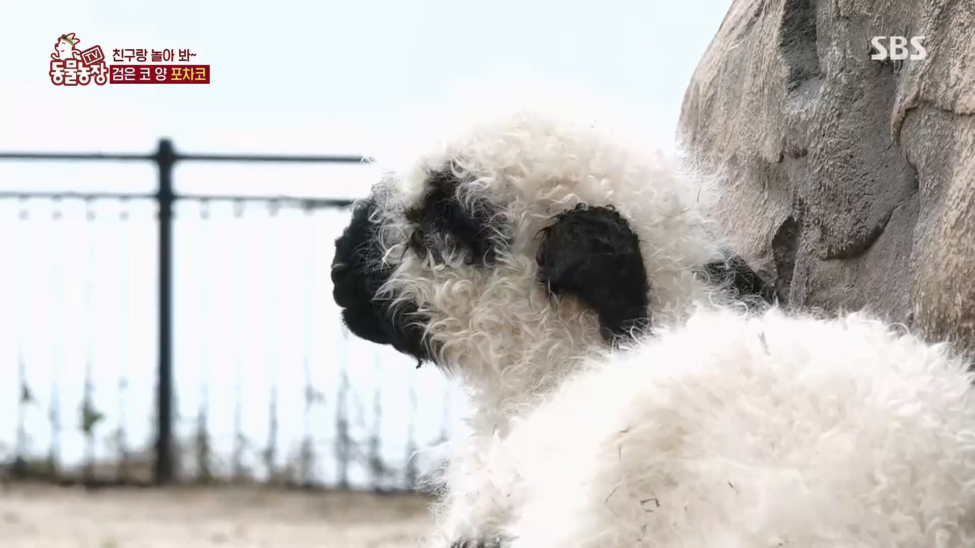 TV 동물농장.E1119.230507p.H264-F1RST.mp4_20230507_135926.406.jpg