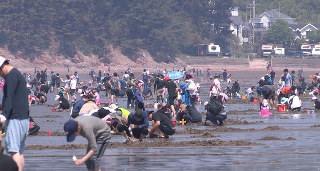 광광객들이 조개를 잡기위해 몽산포 해변으로 나와있다.