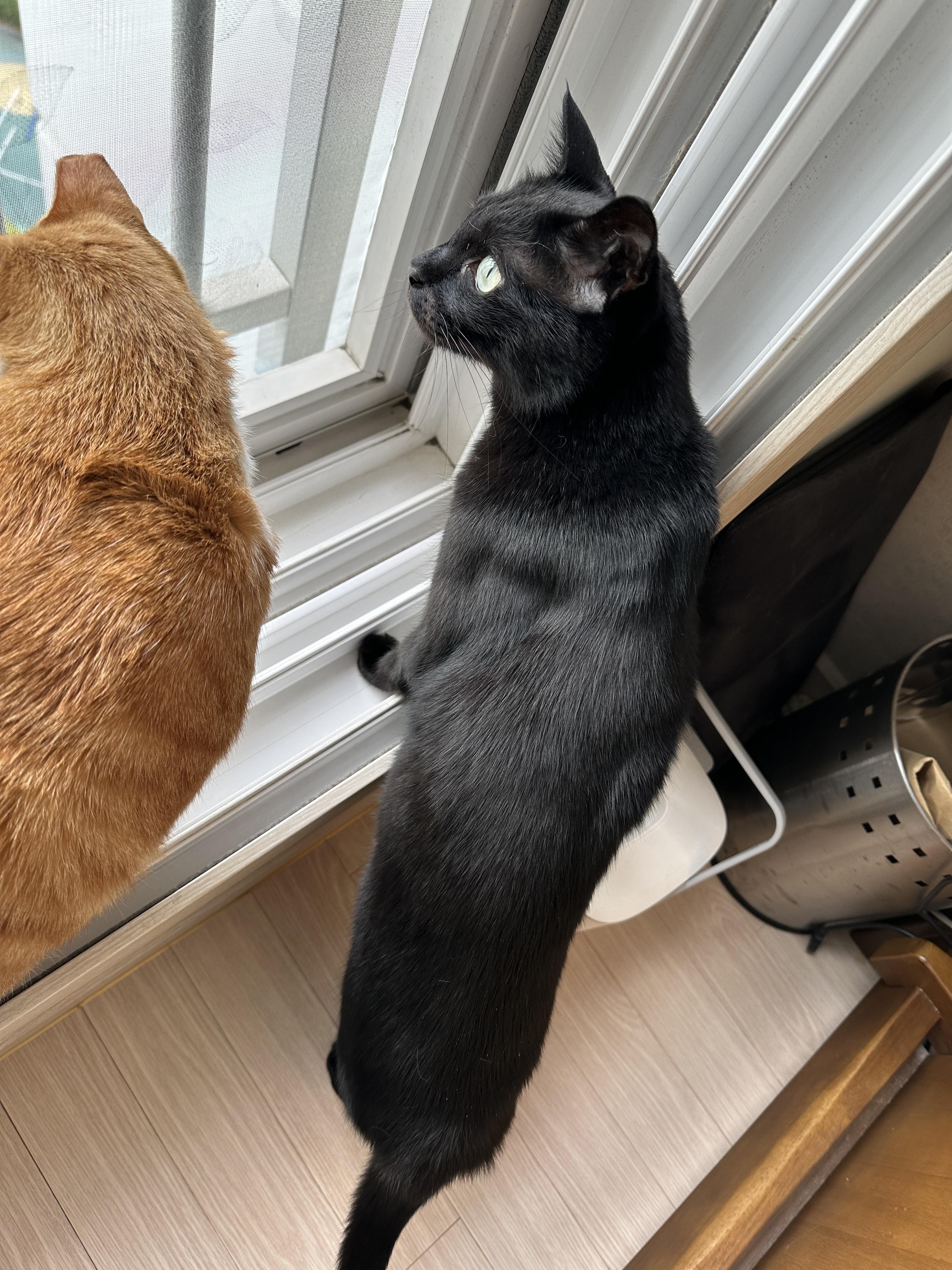 안전방충망에 머리 꼭 대고 창밖 구경하고 있어서 귀가 접힌 고양이들