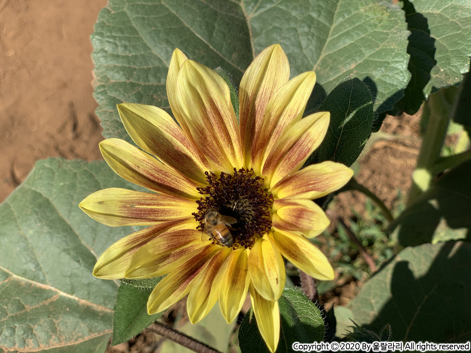 캘리포니아 해바라기 구경하기 좋은 곳 the best sunflower fields in southern california