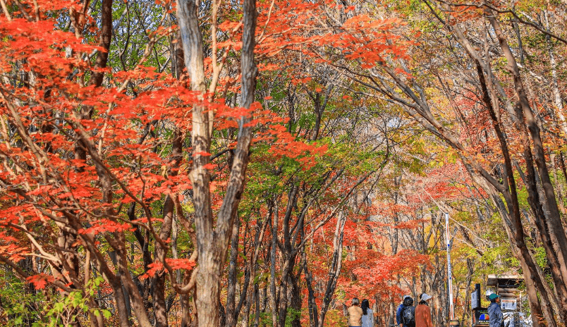 구례 산수유축제 기간