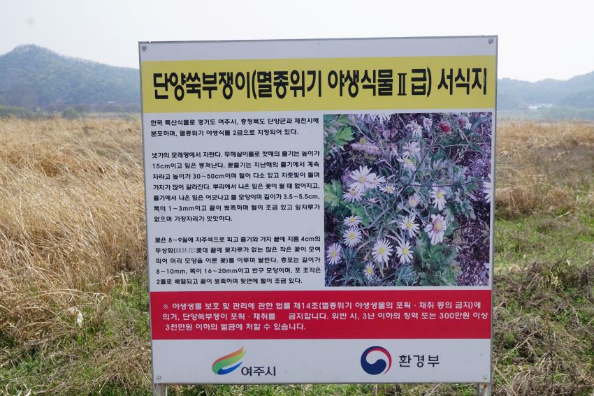단양쑥부쟁이 안내문, 4각 흰바탕에 작은 검은 글씨, 우측 코너에 쑥부쟁이꽃밭 사진, 뒤로는 바싹마른 억새밭, 하얀 하늘,