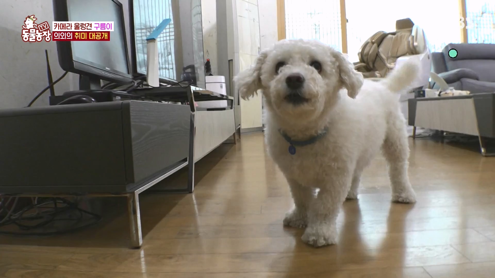TV 동물농장.E1166.240407p-NEXT.mp4_20240407_164500.584.jpg