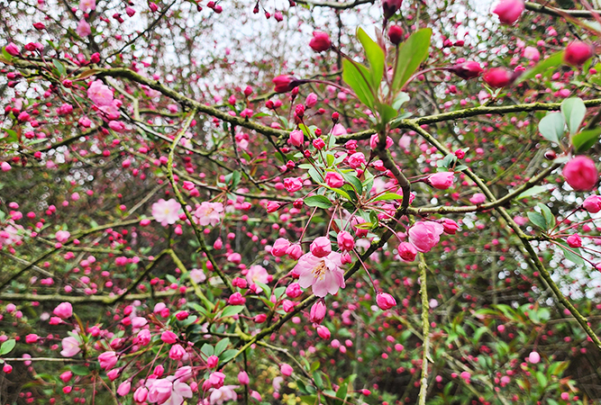 서부해당화1