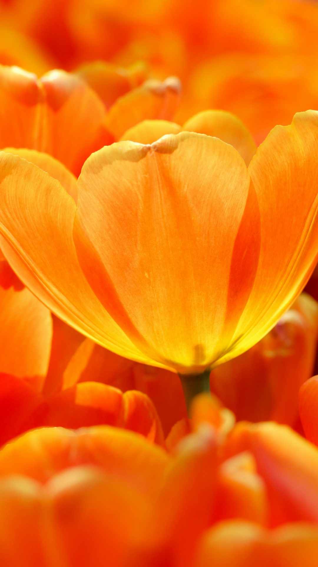 Tulip Flower iPhone Wallpaper