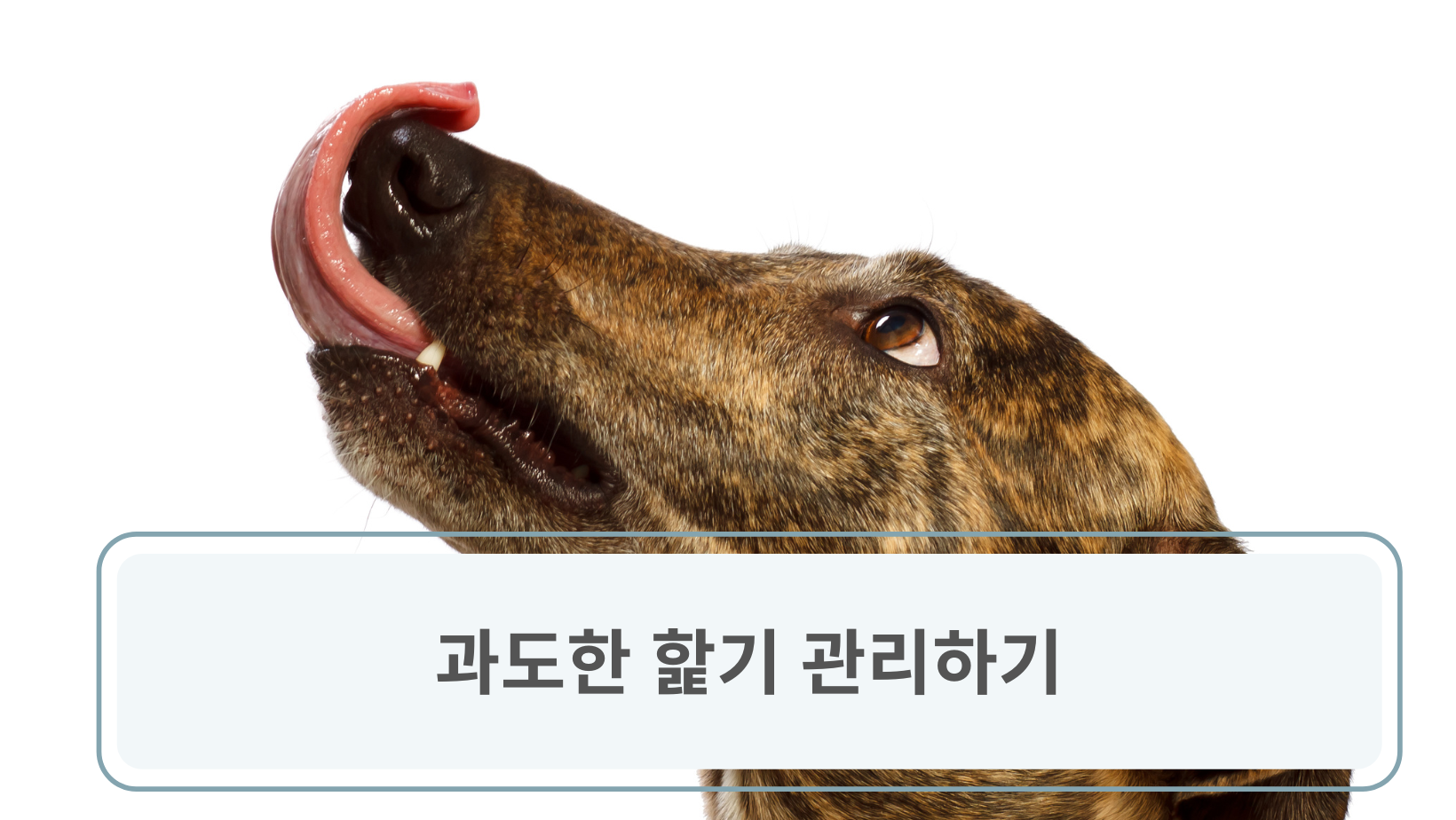 과도한 핥기 관리하기