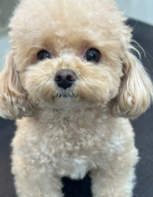 푸들
