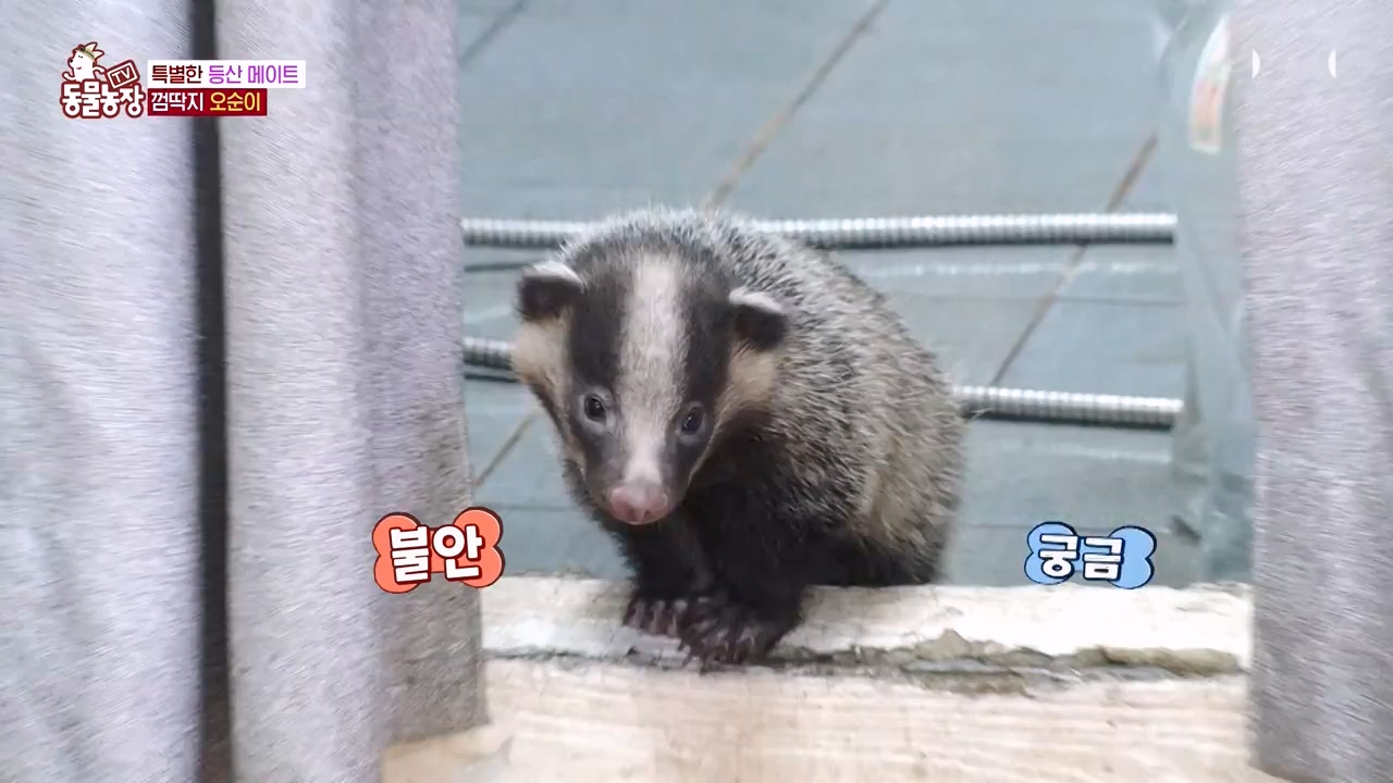 TV 동물농장.E1132.230807p-NEXT.mp4_20230806_164227.197.jpg