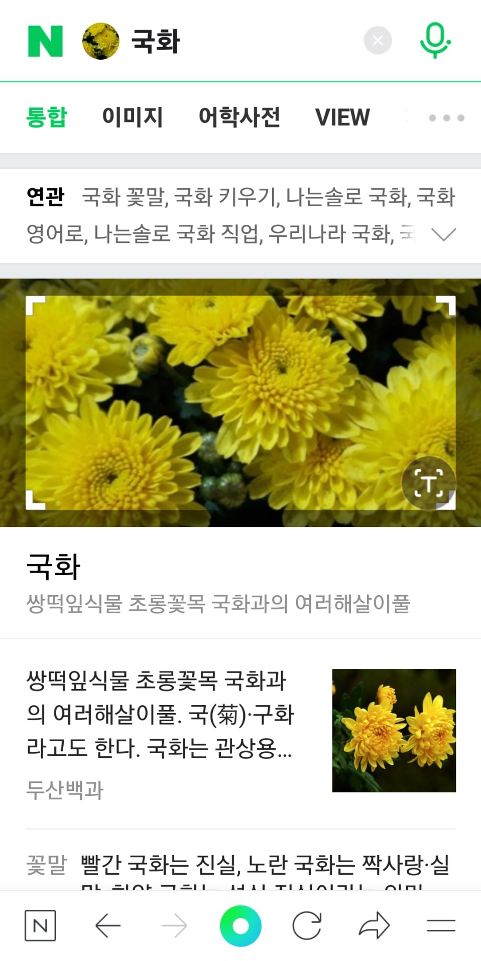네이버에서 국화 사진으로 검색 결과