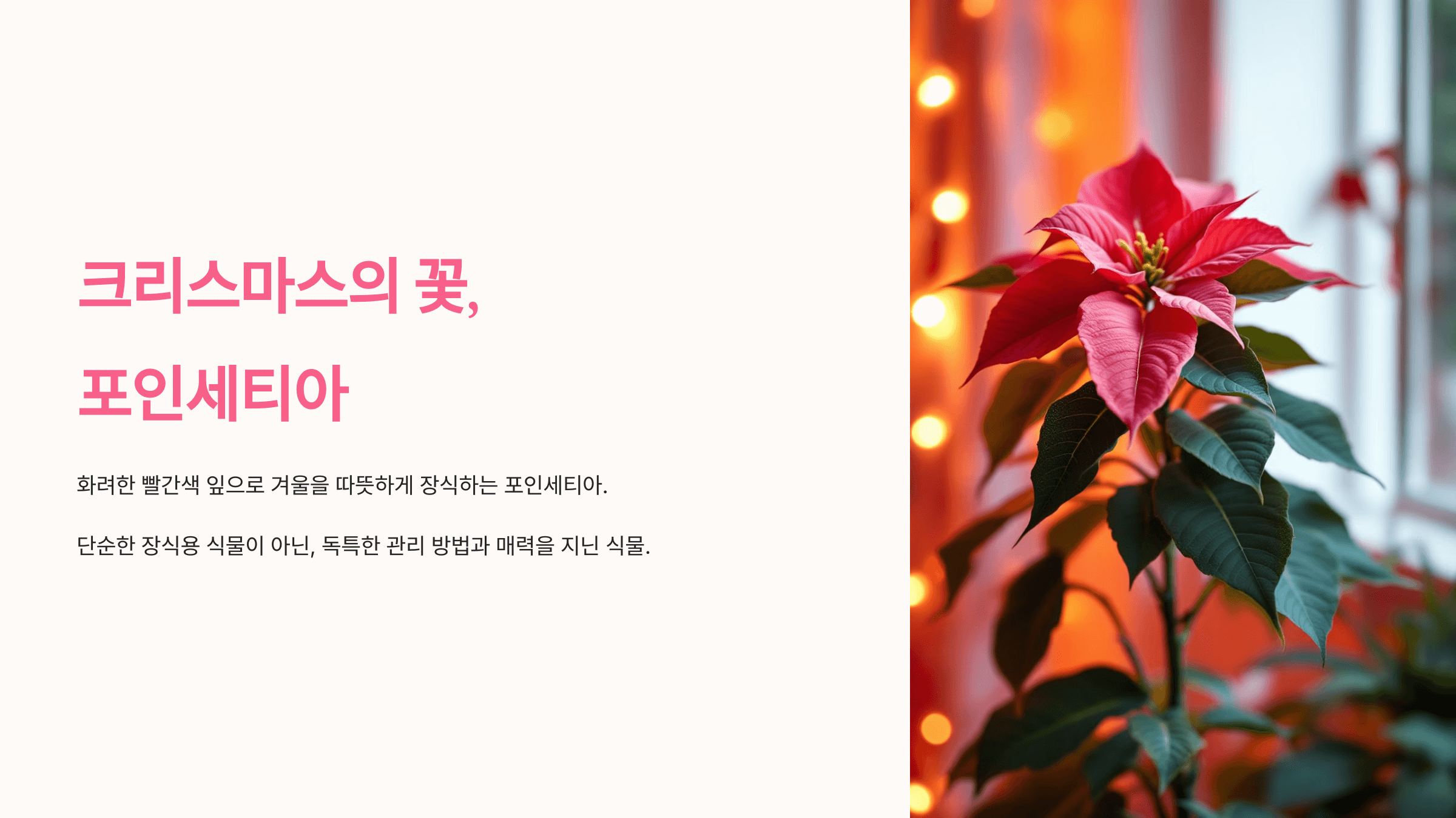 포인세티아 사진입니니다.