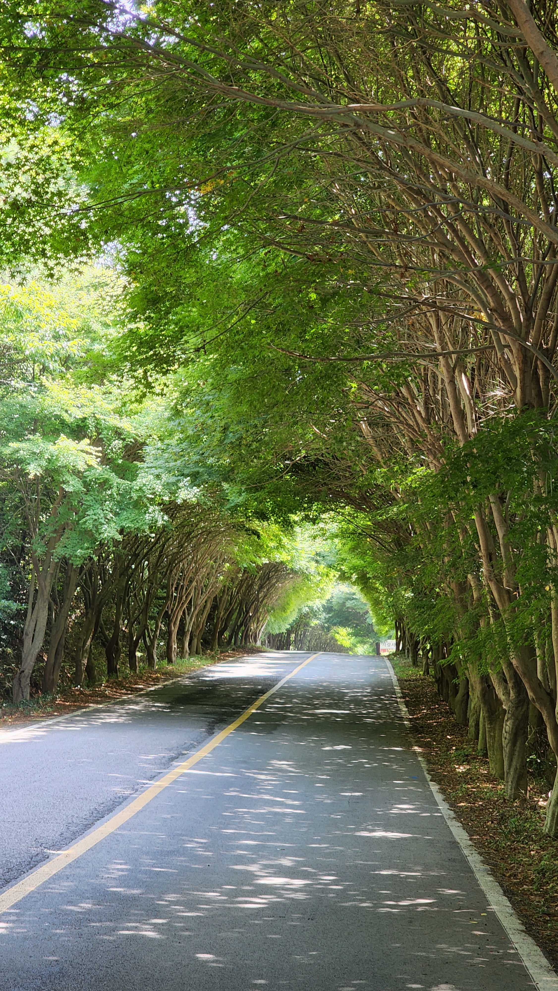  청산도 걷고 싶은 단풍길