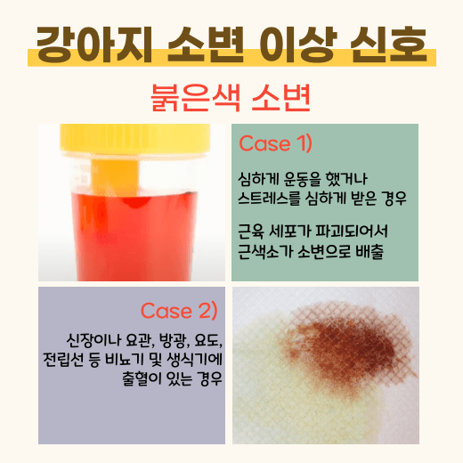 강아지-붉은색-혈뇨-섞여-나오는-이유