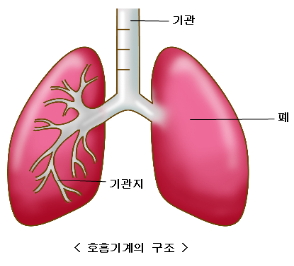 폐렴 사진