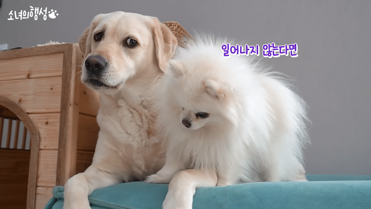 말티즈는 참지않긔짤 말티즈 화난짤 치와와분노짤 말티즈는 참지않긔짤 말티즈 화난짤 치와와분노짤