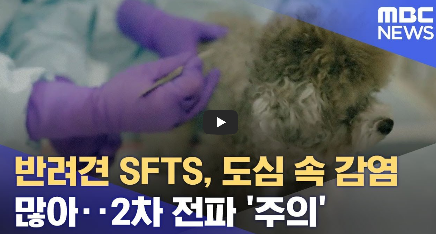 SFTS 감염 주의 뉴스 영상의 섬네일