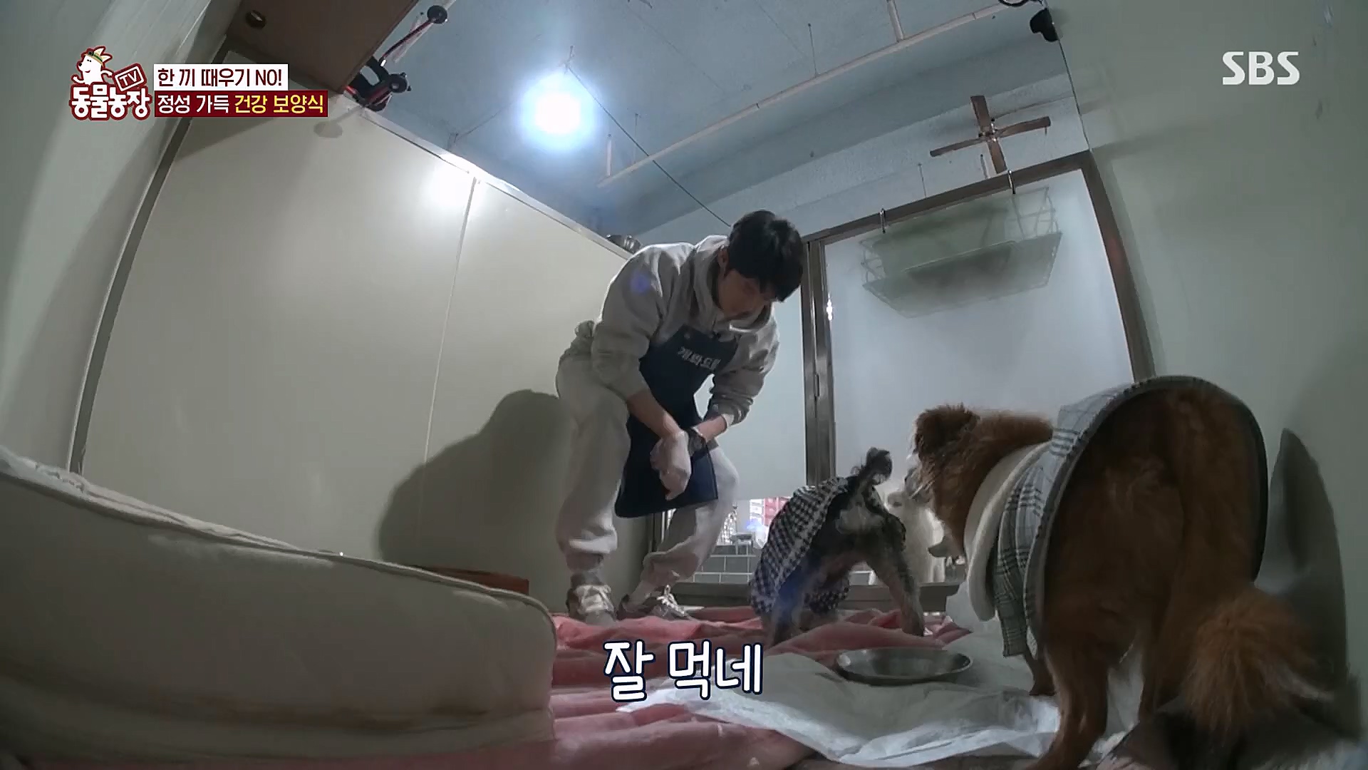 TV 동물농장.E1111.230312p.H264-F1RST.mp4_20230312_175959.522.jpg
