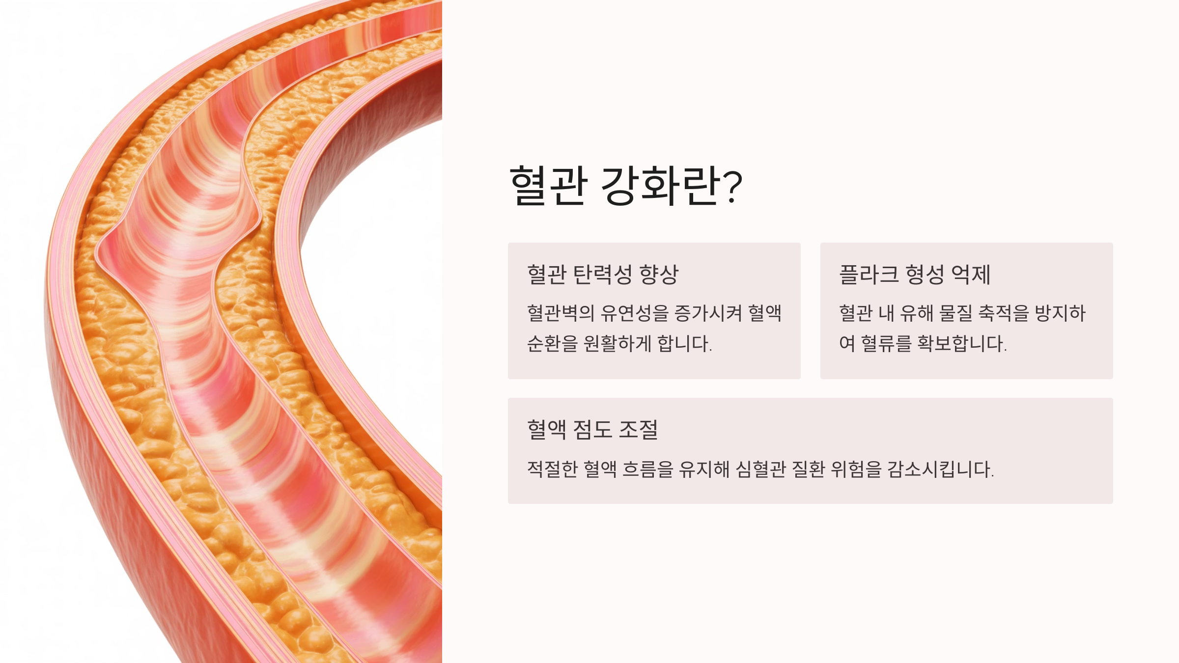 🧬 혈관 강화란?