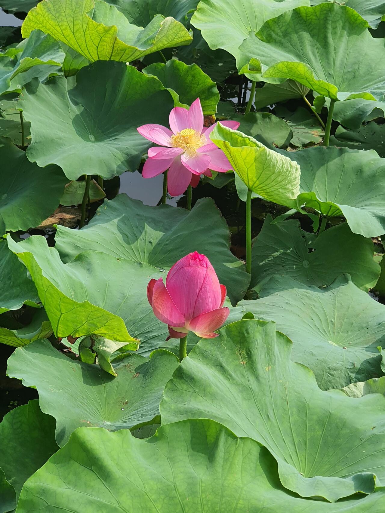  [3시간걷기] 연꽃을 만나는 바람처럼 들뜬 날