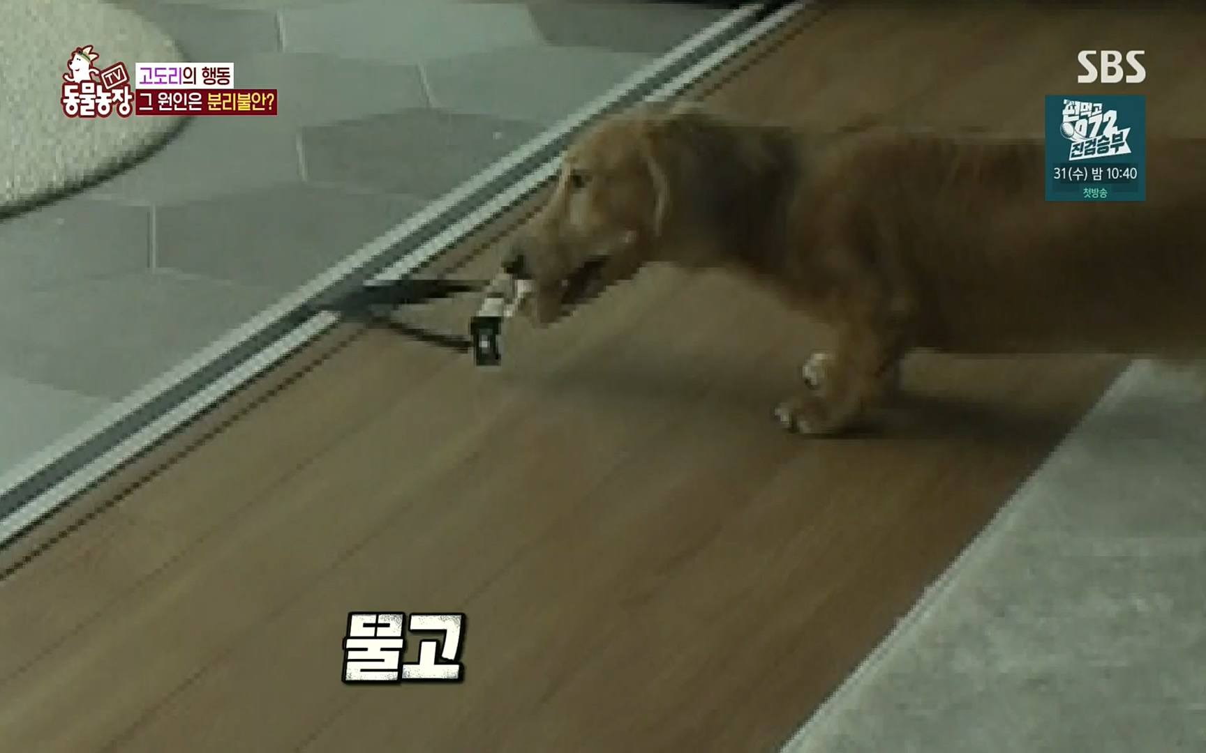 TV 동물농장.E1083.220821p.H264-F1RST.mp4_20220821_183651.797.jpg