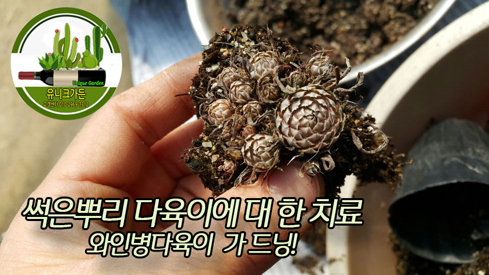  썩은 뿌리 다유기 다육이에 대한 치료