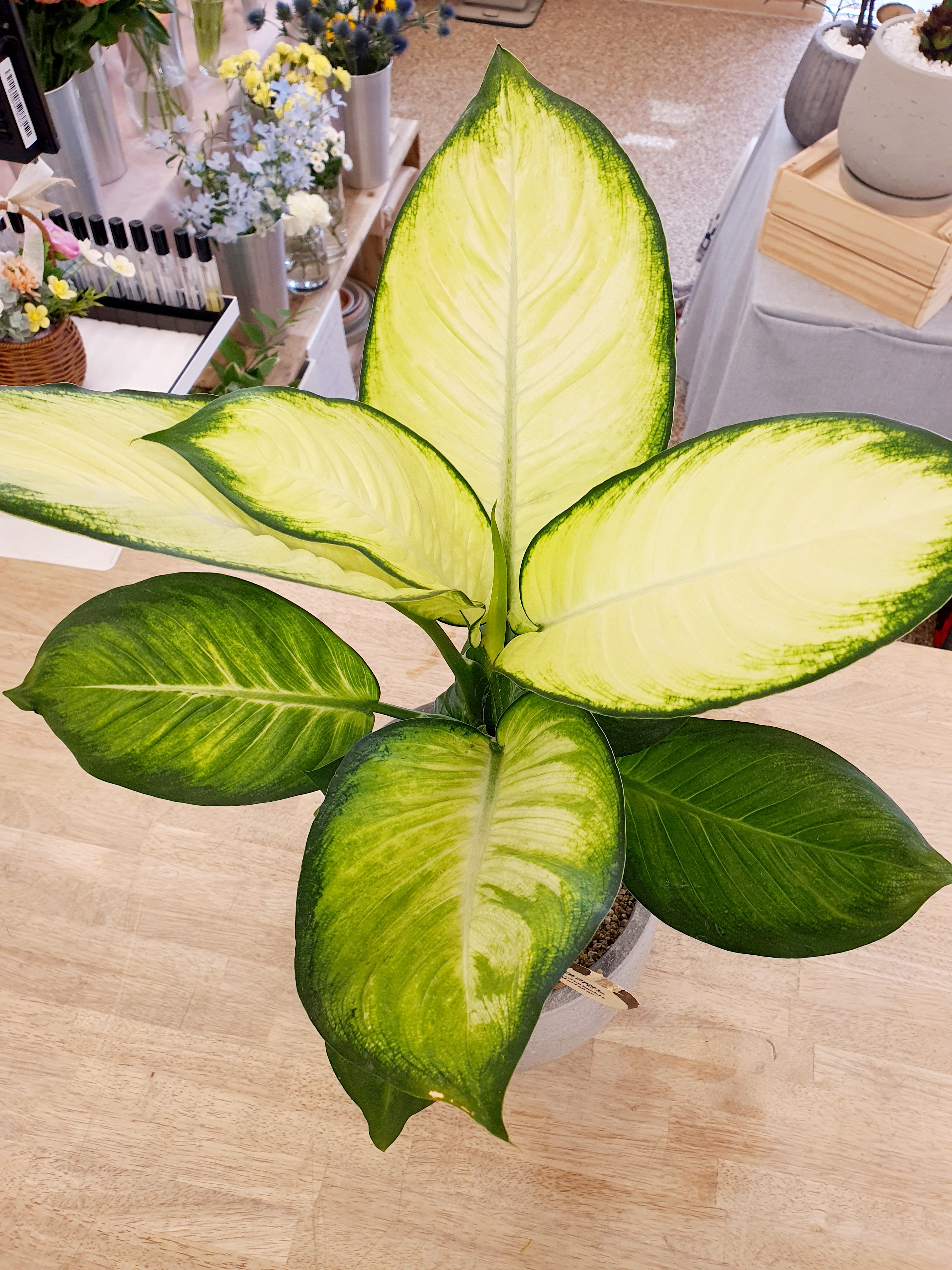 Dieffenbachia Marianne