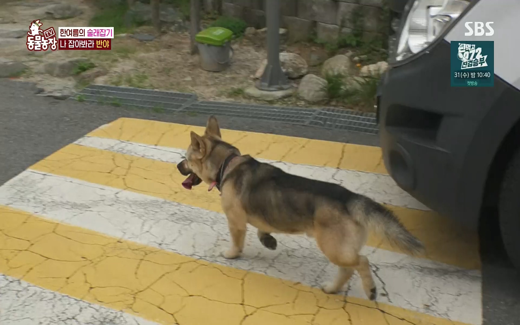 TV 동물농장.E1083.220821p.H264-F1RST.mp4_20220821_183706.015.jpg