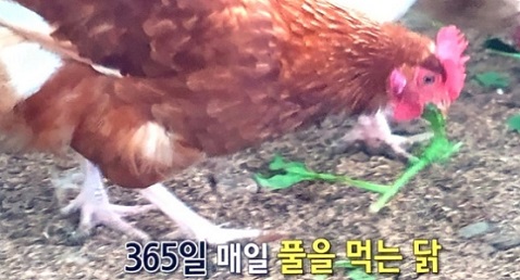 풀먹는닭