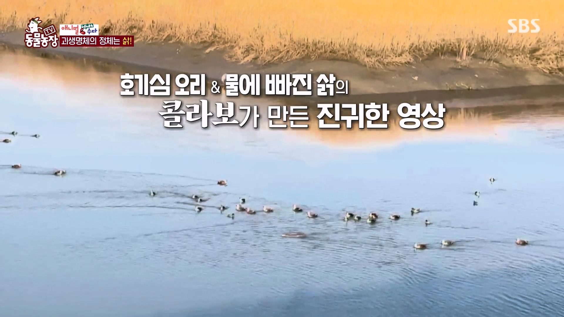 TV 동물농장.E1164.240324p-NEXT.mp4_20240324_170522.114.jpg