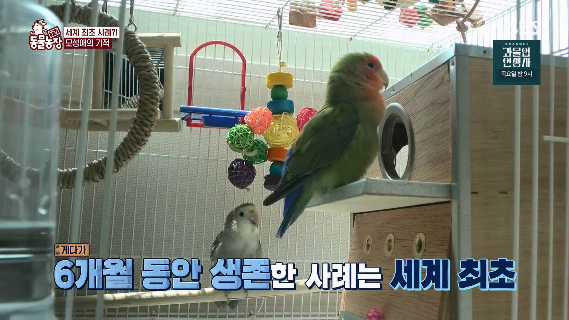 TV 동물농장.E1180.240714p.H264-F1RST.mp4_20240715_201736.252.jpg