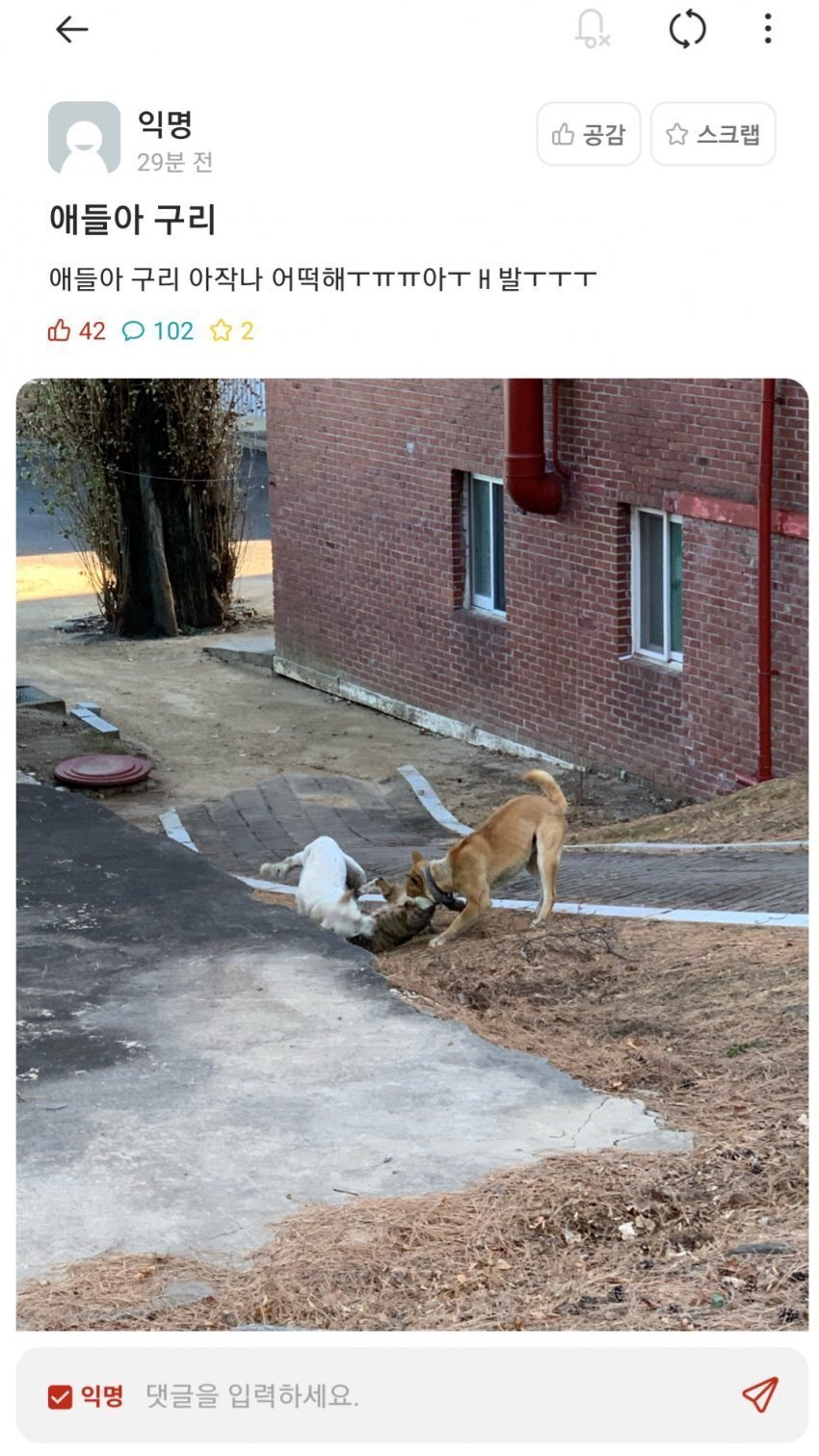 에타 대학교 들개 고양이 습격 사건