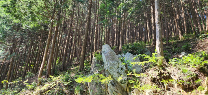 무등산 편백자연휴양림(화순) 급경사에 조성된 편백숲