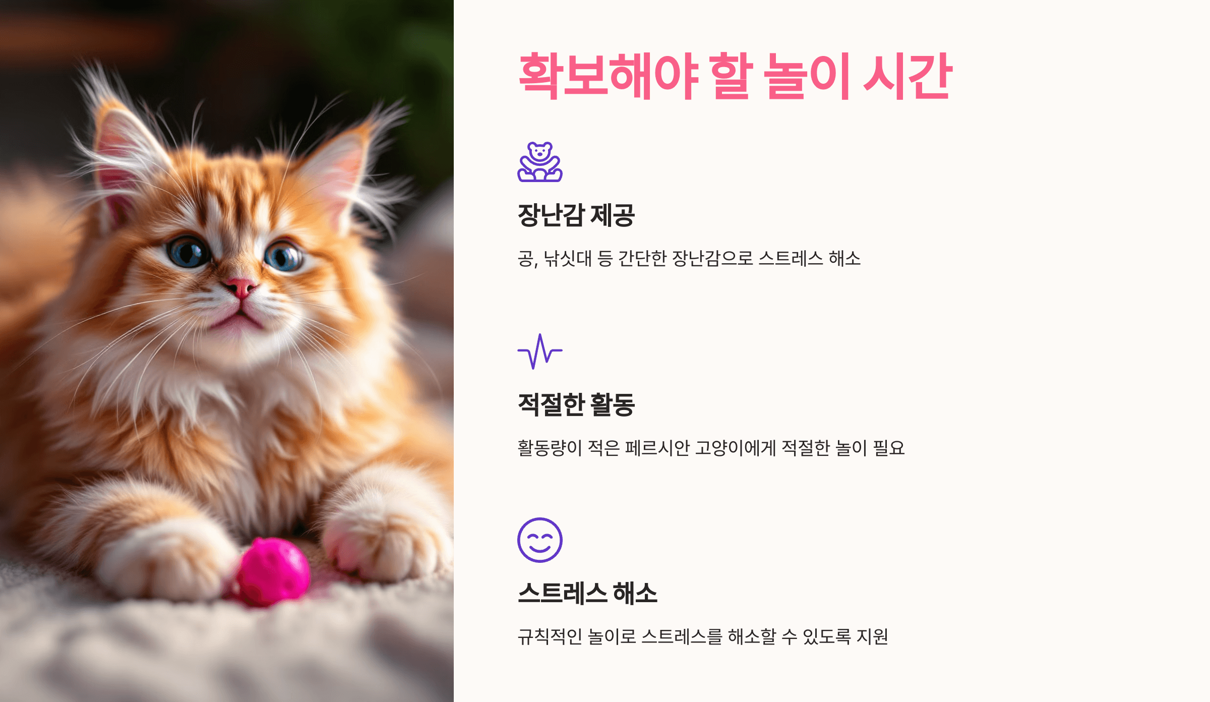 페르시안 고양이 사진입니다.