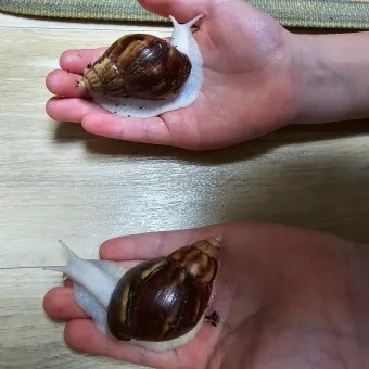 백와달팽이 가격 키우기 분양 수명 먹이 성격 종류_17