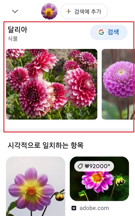 구글 렌즈 꽃 이름 찾기 결과